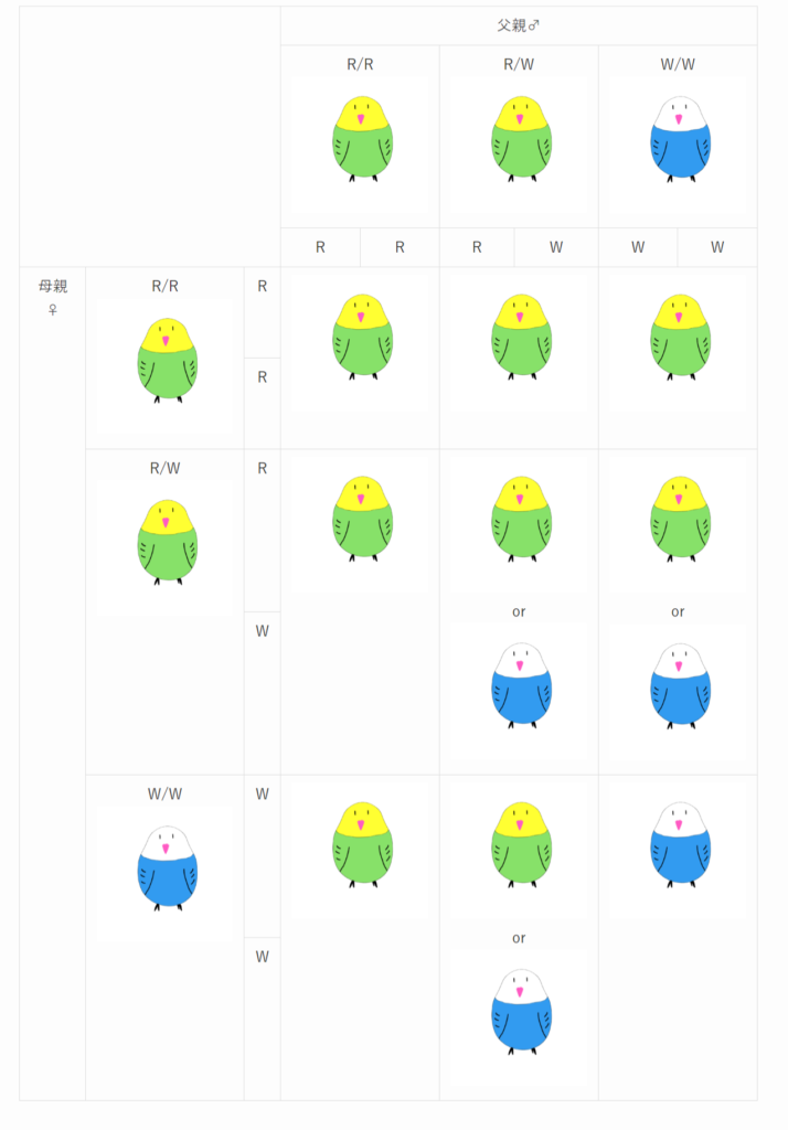 セキセイインコの羽色の青色の遺伝性は、MuPKSの点変異による潜性遺伝 (劣性遺伝)です