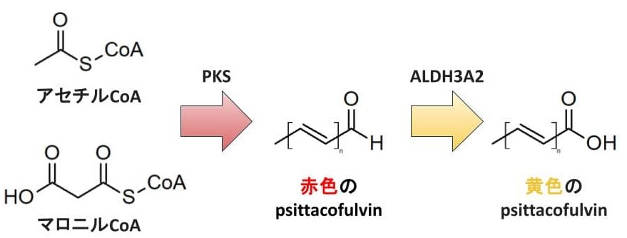 The polyketide synthase (PKS) enzyme synthesizes red psittacofulvin using acetyl-CoA and malonyl-CoA. The aldehyde dehydrogenase ALDH3A2 then converts the red psittacofulvin into yellow psittacofulvin.