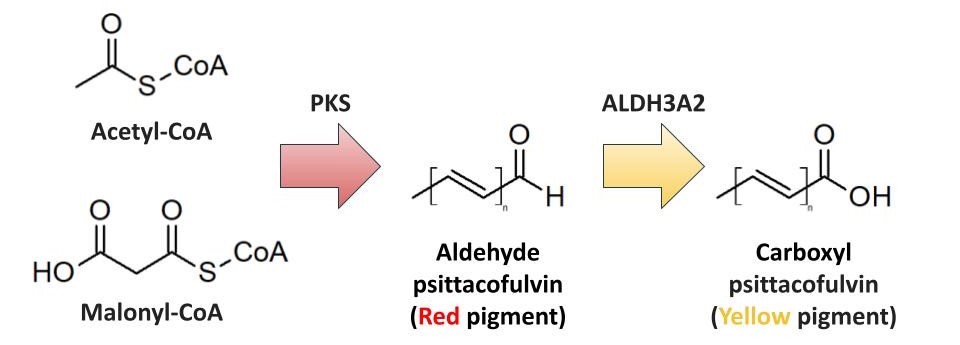The polyketide synthase (PKS) enzyme synthesizes red psittacofulvin using acetyl-CoA and malonyl-CoA. The aldehyde dehydrogenase ALDH3A2 then converts the red psittacofulvin into yellow psittacofulvin.
