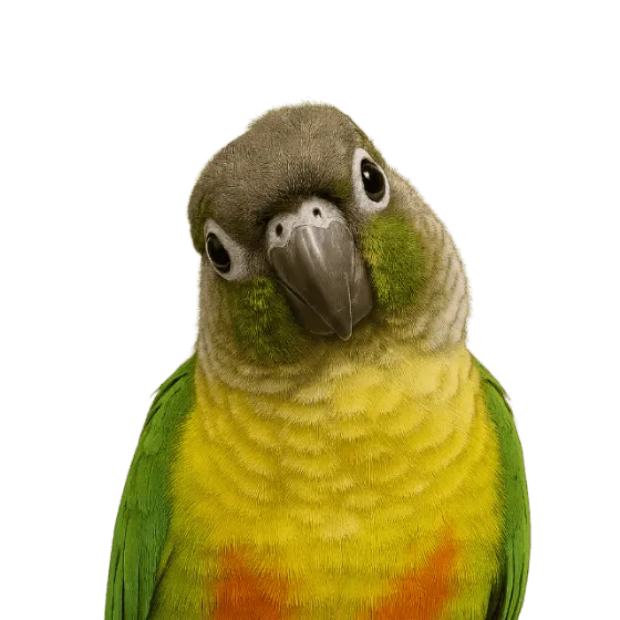 ウロコインコ